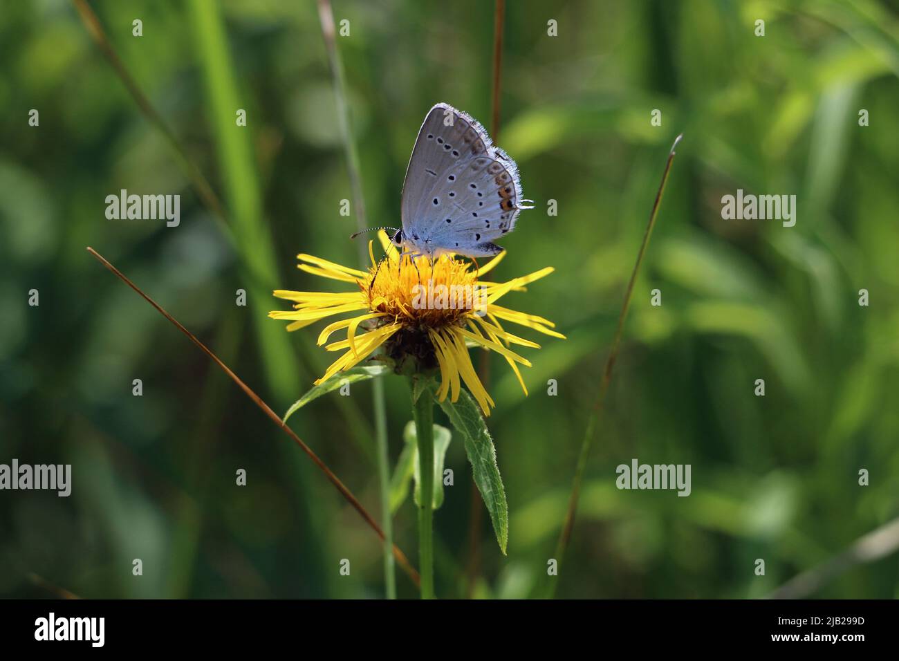 A short-tailed blue - Cupido argiades adult butterfly sitting on a yellow wild flower blossom in a meadow Stock Photo