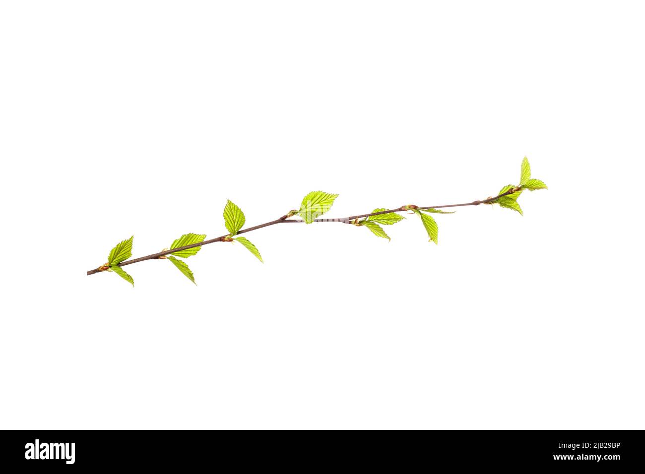 tree branch with young green leaves isolated on white background. High ...