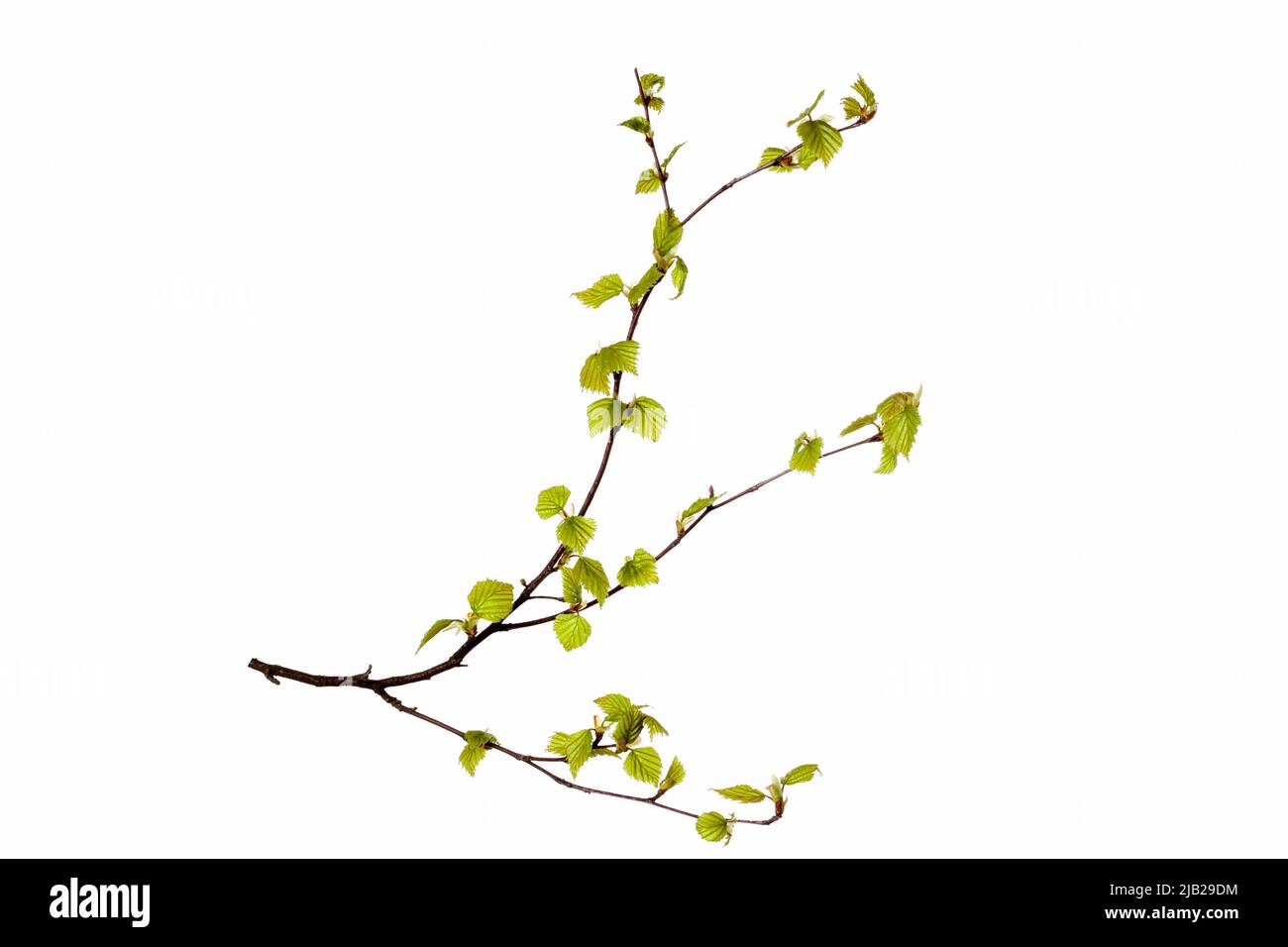 tree branch with young green leaves isolated on white background. High ...