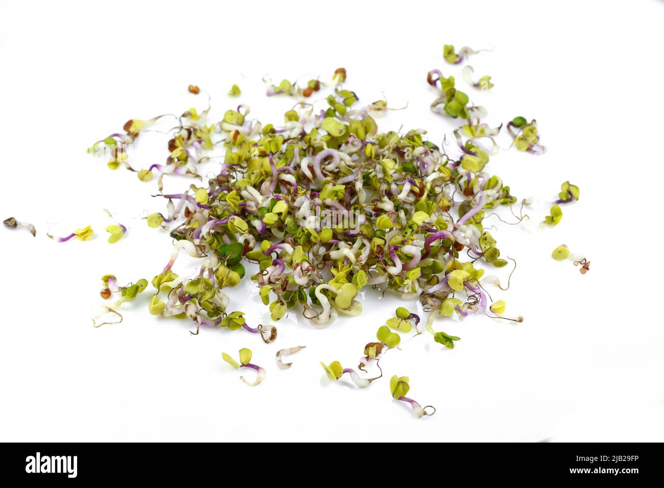 Radish germs isolated on white. Organic Sprouted Daikon Radish With