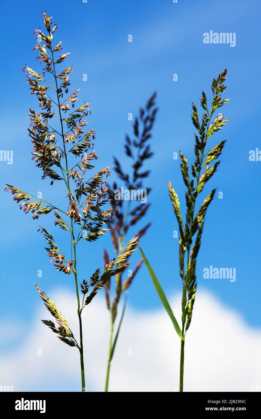 A close up of bulbous oat grass in bloom. Behind the grass there is a blue sky Stock Photo