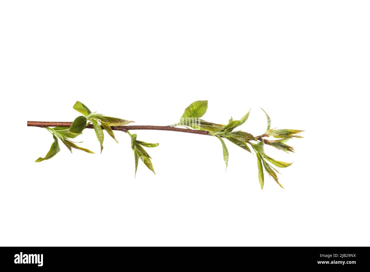 tree branch with young green leaves isolated on white background. High ...