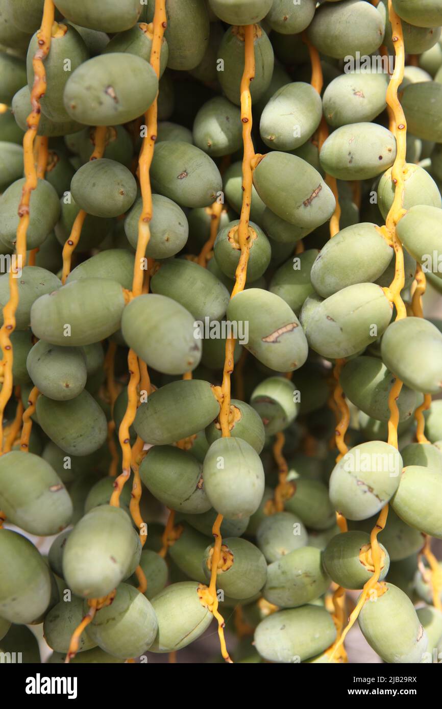 Dates, Dubai, United Arab Emirates Stock Photo Alamy