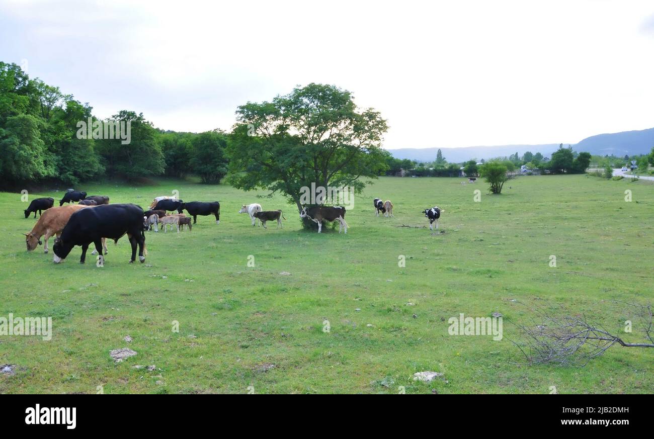Black bulls and cows on the farm, cows in background. Cows,Bulls in Croatia in the green field.Black bull and cow on the Grobnik, Croatia cattle farm Stock Photo