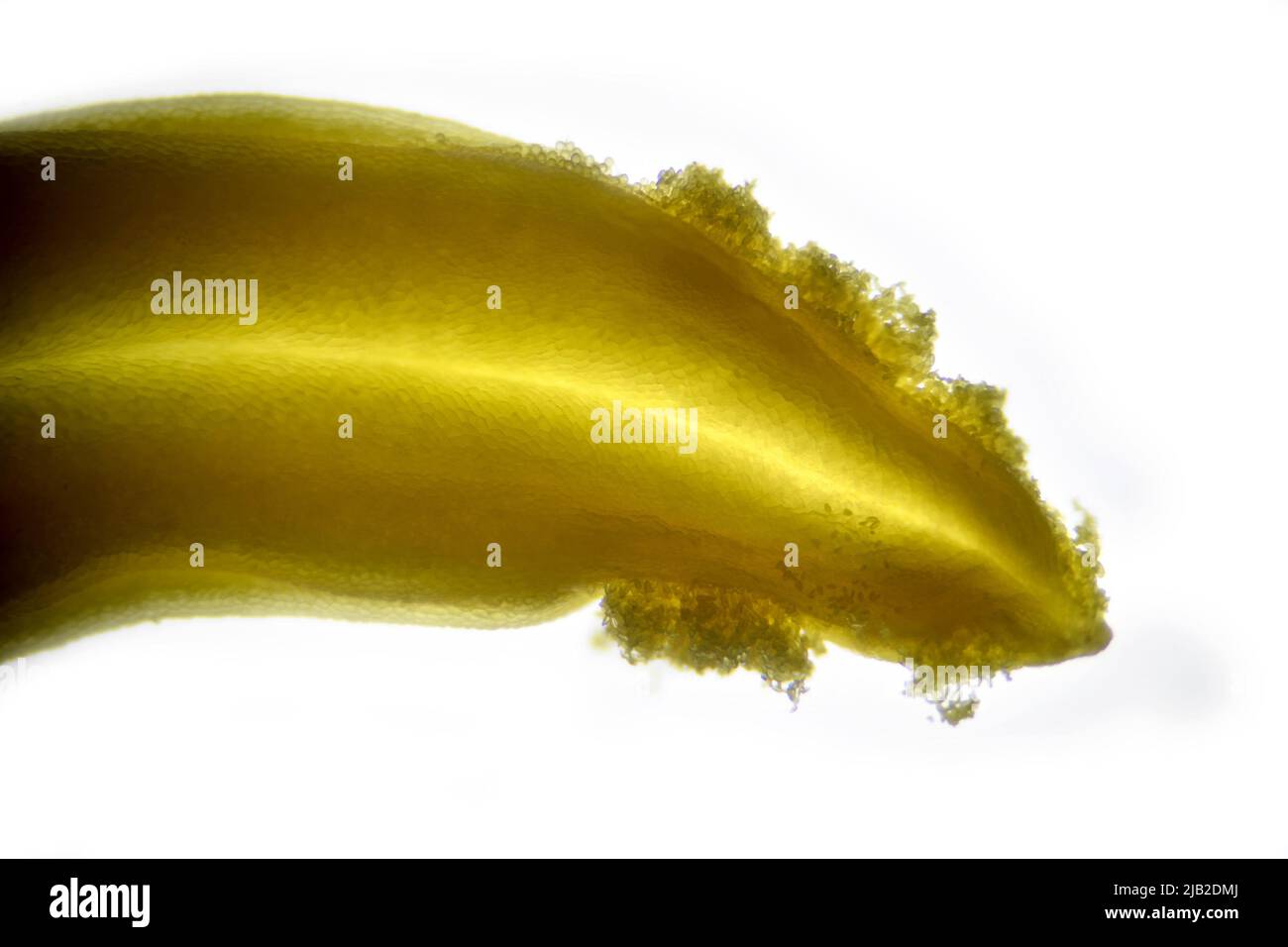 Microscope image of the anther of a Peony flower with the pollen ...