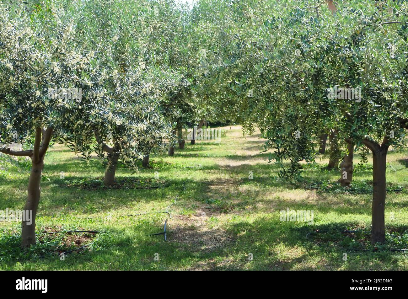 Olive tree in a row. Olive trees garden. Long row of trees on the sky background. Stock Photo