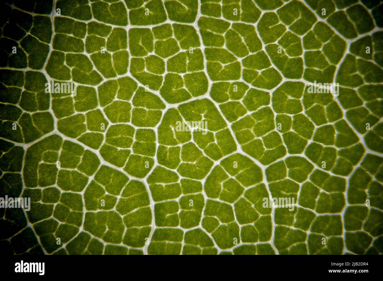 Microscope image of a leaf from a Beech hedge, showing the pattern of chloroplasts     Frame size c5mm across Stock Photo
