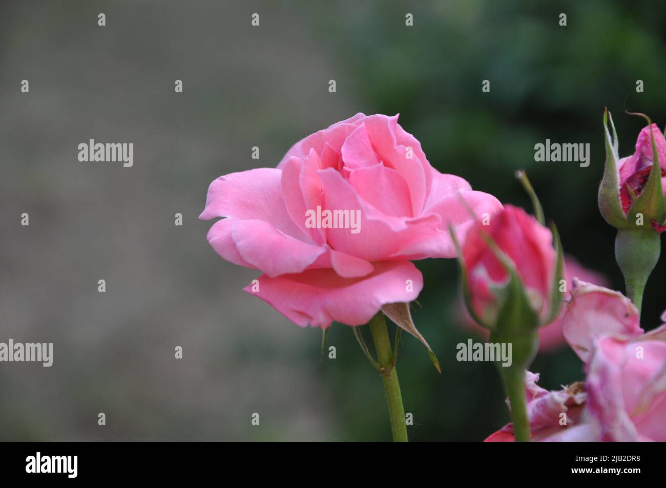 Beautiful pink rose in a garden.Pink rose blossoming in garden after rain. Beautiful flower closeup blooming in garden. Beautiful flower of rose bloom Stock Photo