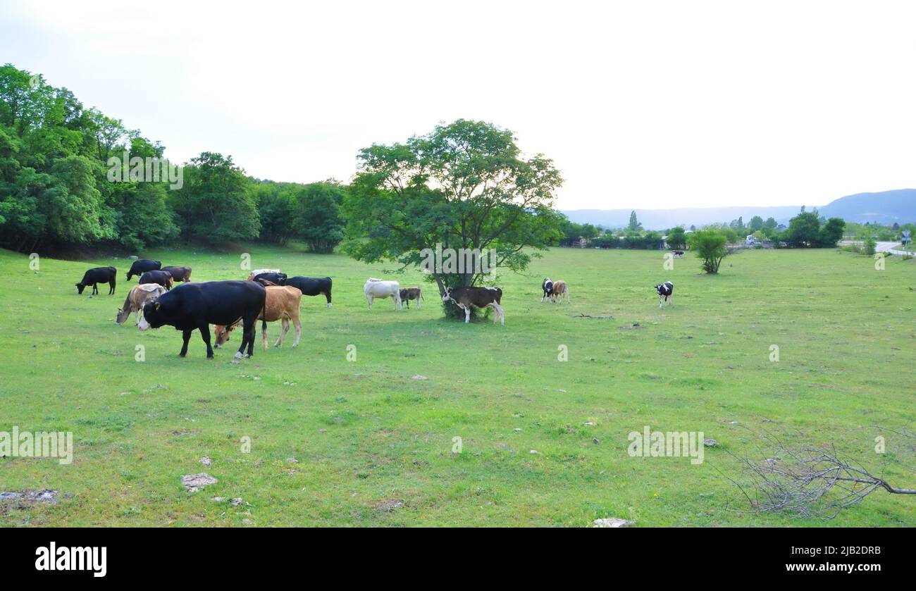 Black bulls and cows on the farm, cows in background. Cows,Bulls in Croatia in the green field.Black bull and cow on the Grobnik, Croatia cattle farm Stock Photo