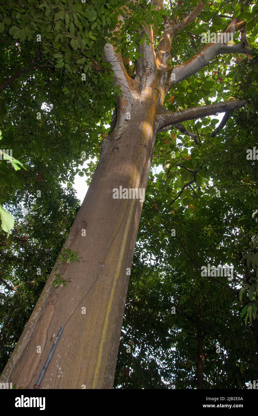 Terap forest tree, a registered Heritage Tree, in Fort Canning Park