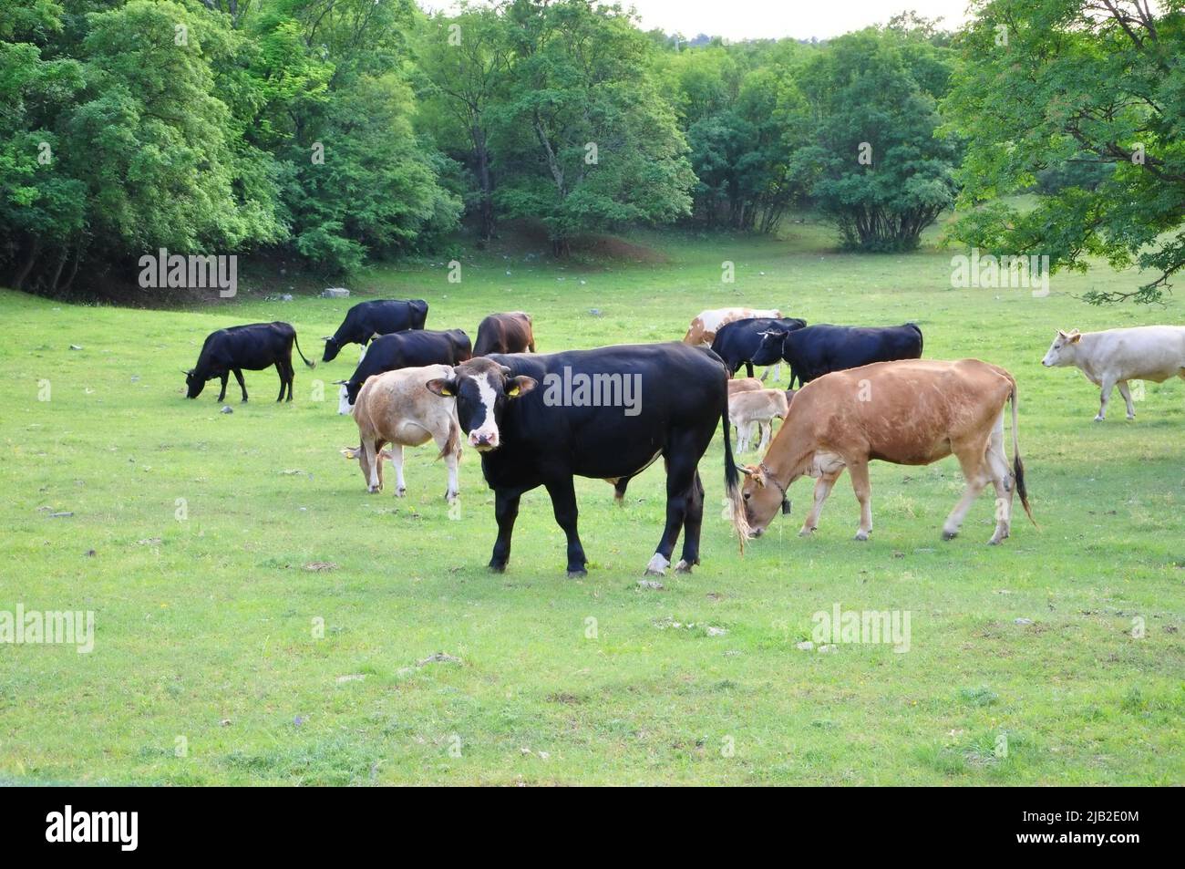 Black bull on the farm, cows in background. Bull in Croatia in the green field. Black bull and cow on the Grobnik, Croatia cattle farm Stock Photo