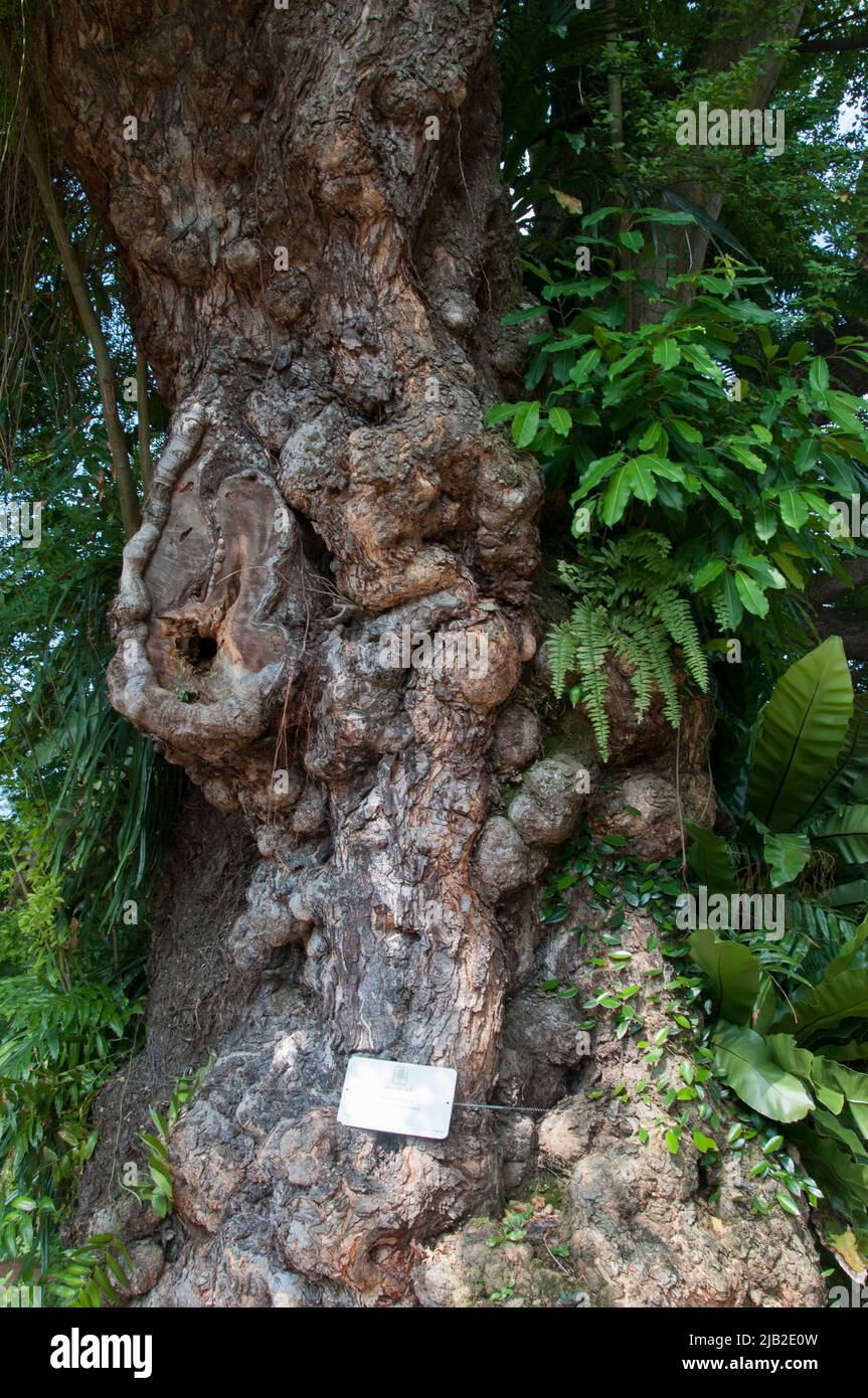 Madras Thorn Tree  in Fort Canning Park, Singapore Stock Photo