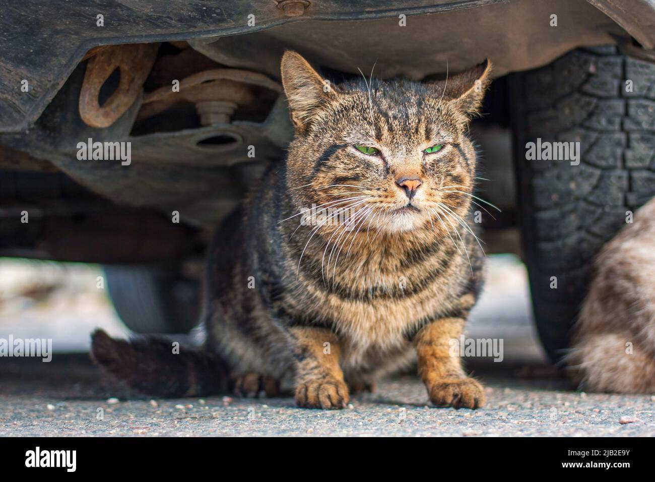 Beautiful striped cat with bright green eyes hid under car Stock Photo