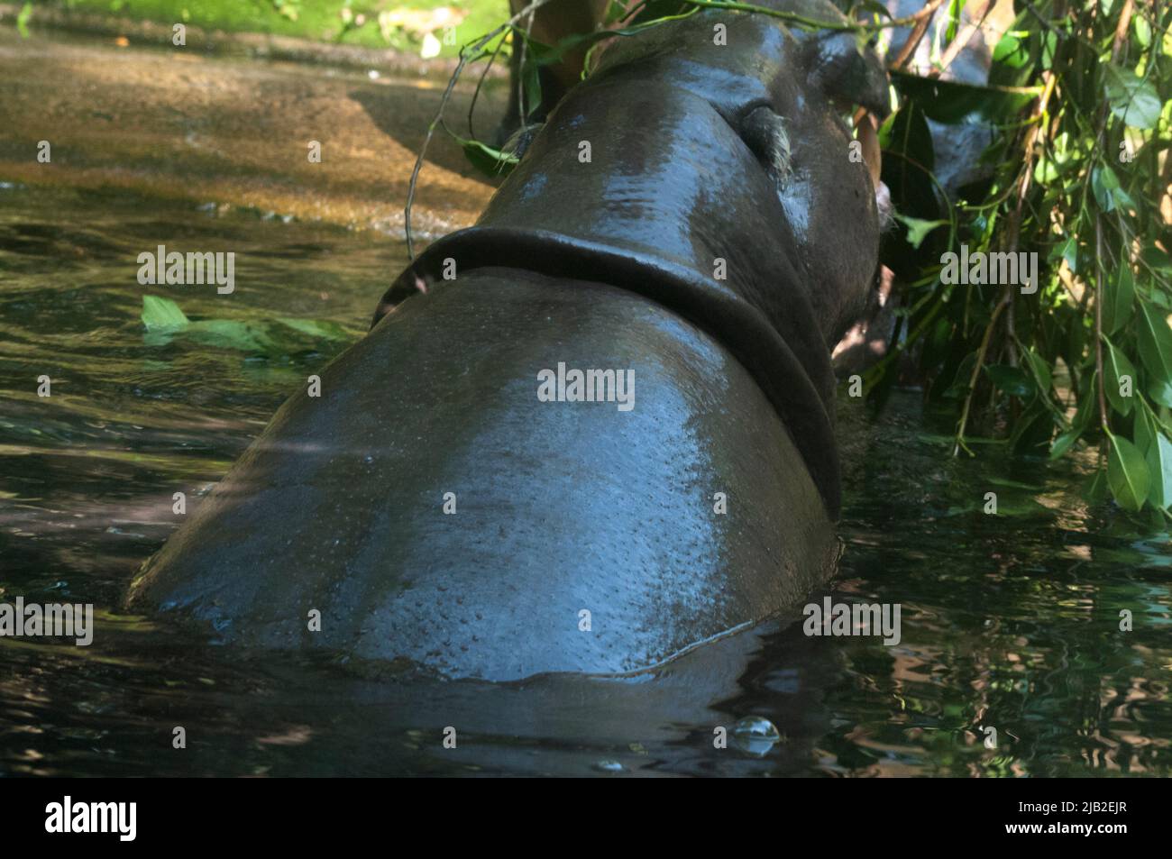 Pigmy hippopotamus from Africa, at Mandai Wildlife Reserve, Singapore Zoo Stock Photo