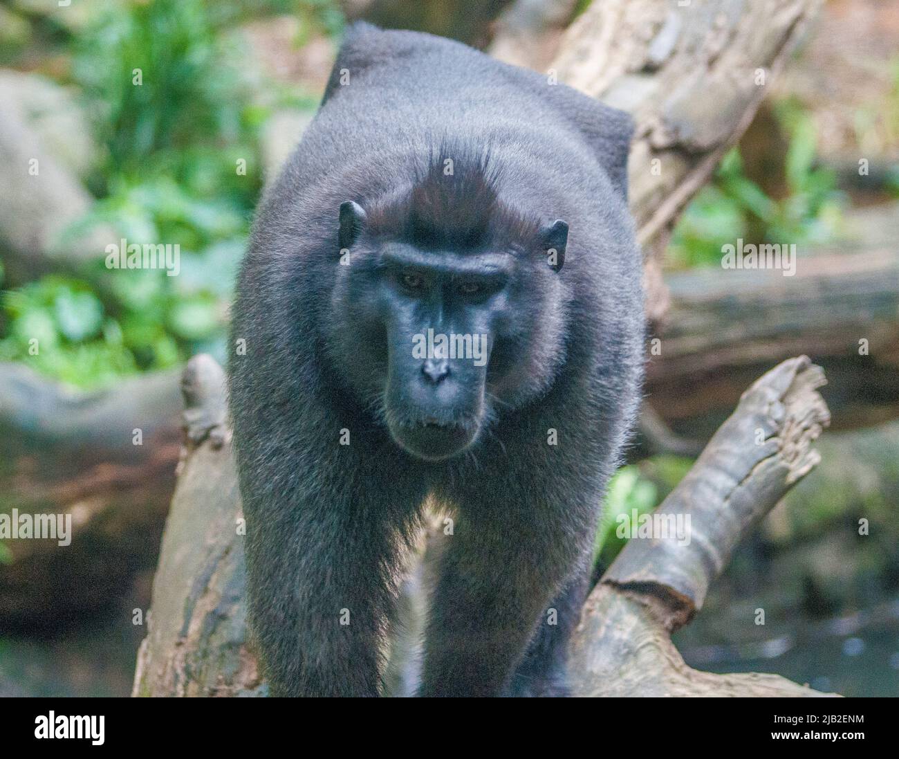The critically endangered Celebes crested macaque at Singapore Zoo, Surviving in the wild only in north Sulawesi, imperilled by the bushmeat trade. Stock Photo