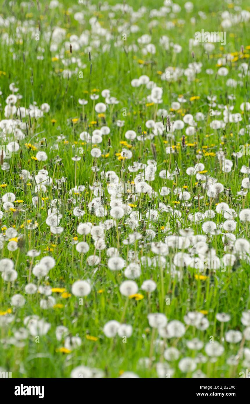 Taraxacum officinale, dandelion flowers in a meadow Stock Photo
