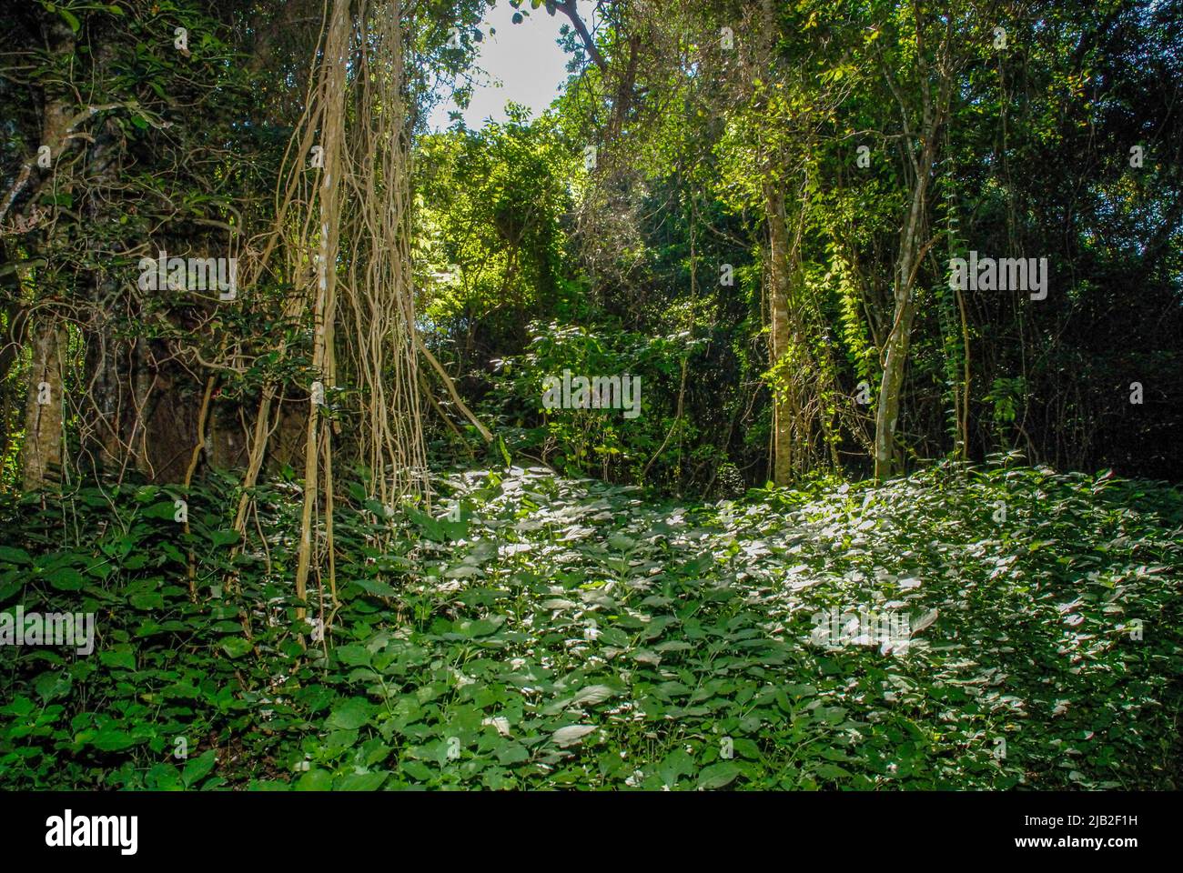 Forest in Santa Lucia delta, South Africa Stock Photo