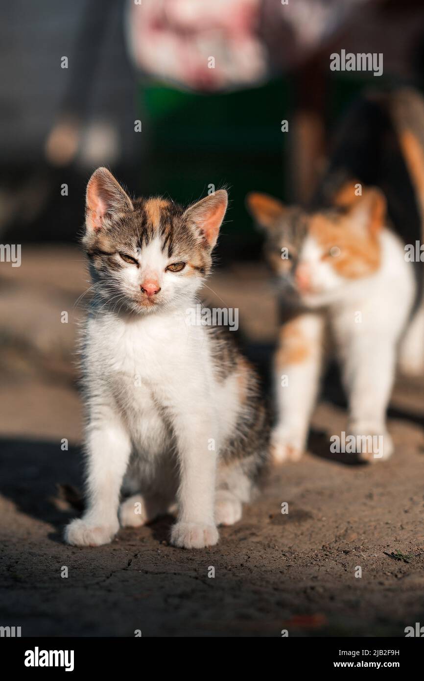 A small kitten sits looking into the distance, in the background a mother cat stretches Stock Photo