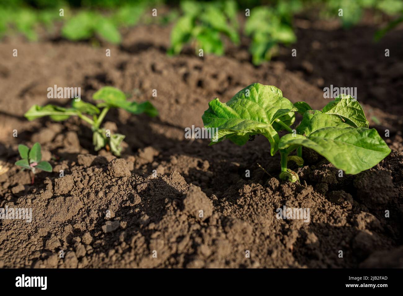Agriculture row soybean seedlings hi-res stock photography and images ...