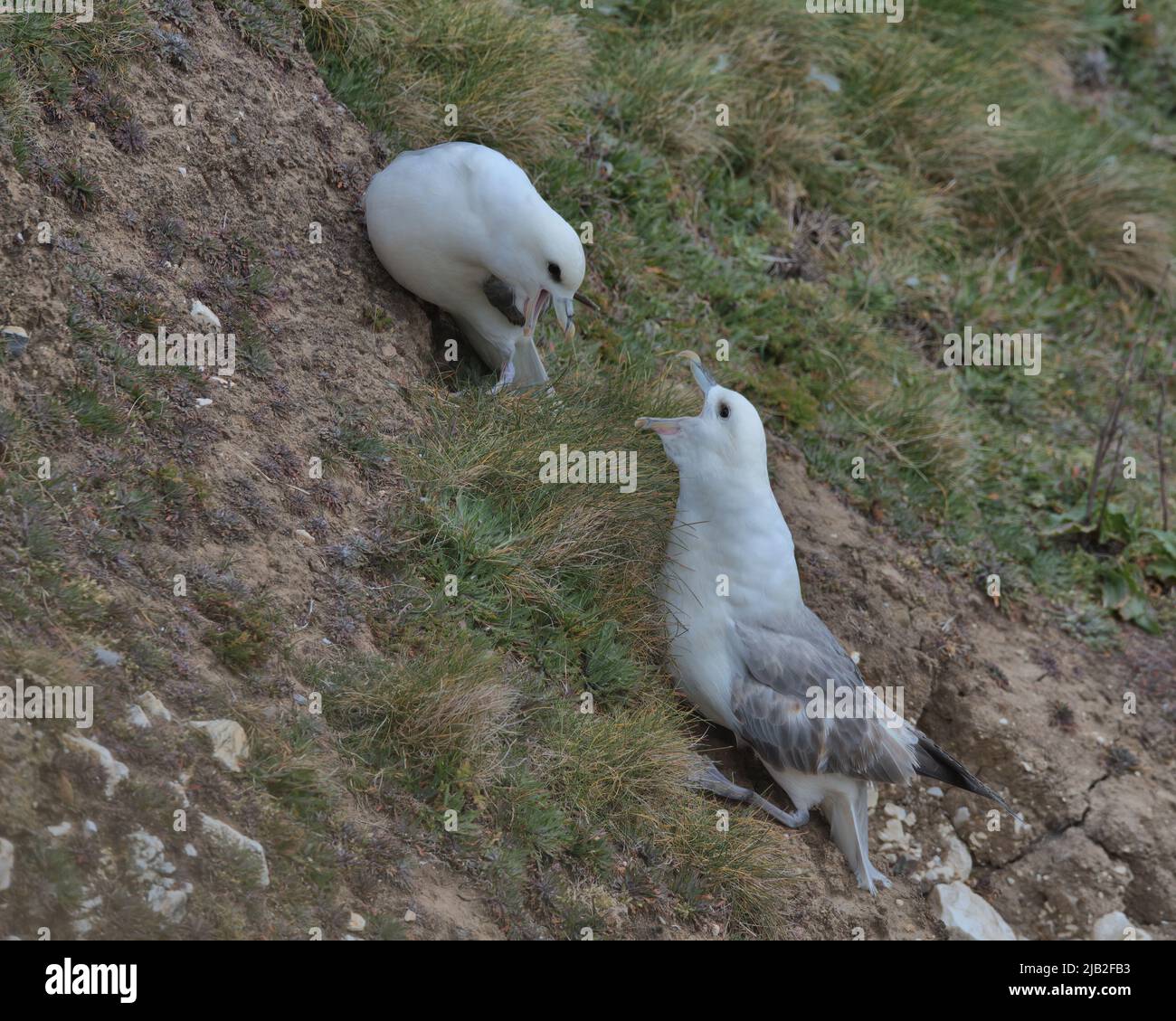A pair of Northern fulmar on Flamborough Cliffs Stock Photo