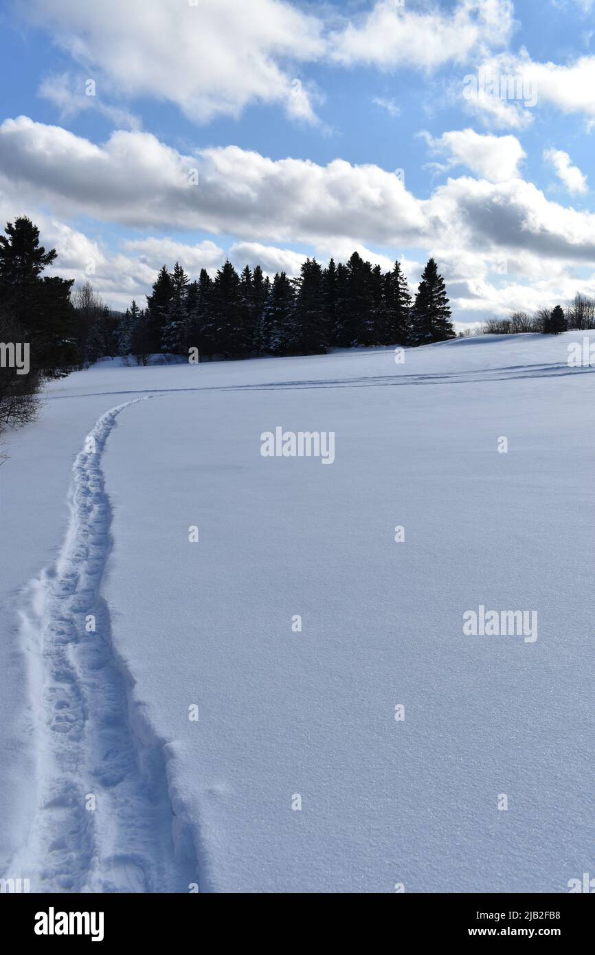 Snowshoe tracks in the snow, SainteApolline, Québec, Canada Stock Photo Alamy