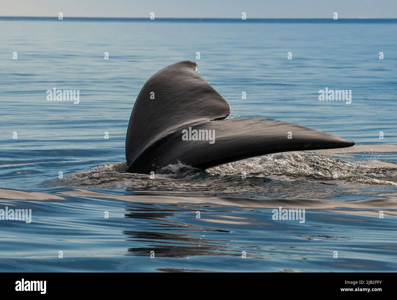 Southern Right whale tail, Peninsula Valdes, World Heritage Site ...