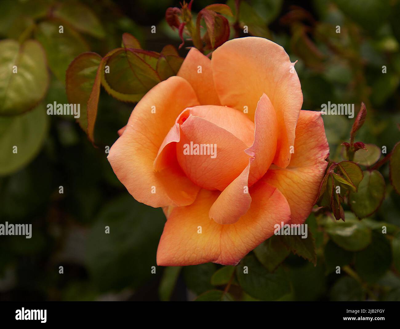 Close up of Rosa Lady Marmalade, a floribunda rose, seen outdoors in the garden. Stock Photo