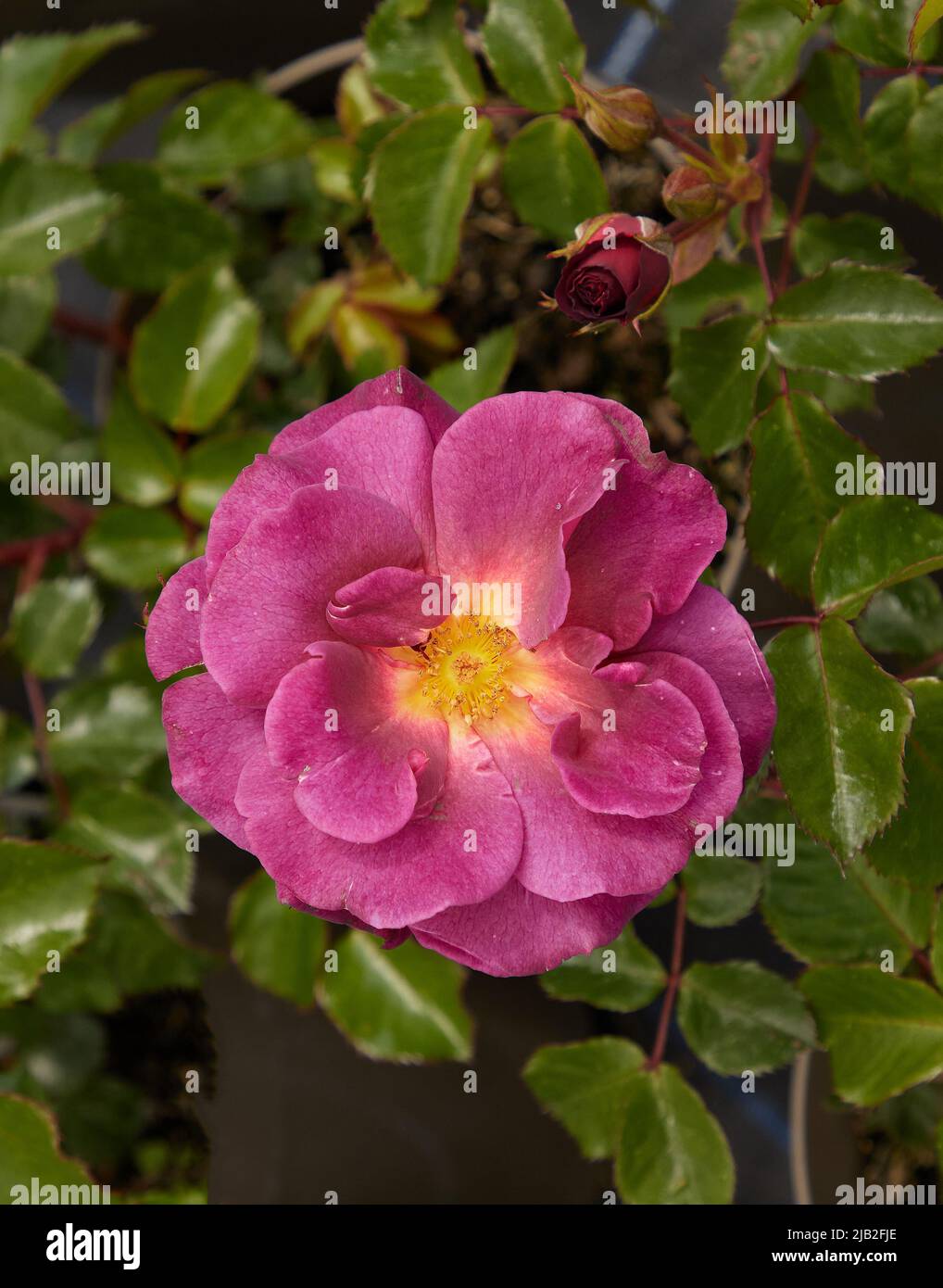 Close up of Rosa Wild Rover, a floribunda rose, seen outdoors in the garden. Stock Photo