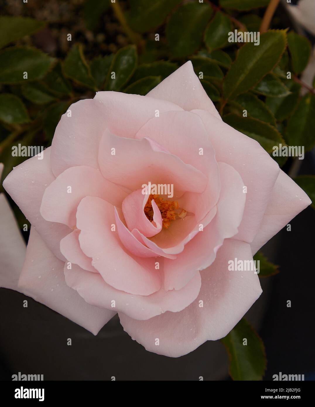 Close up of Rosa Many Happy Returns, a Floribunda rose, seen outdoors in the garden. Stock Photo