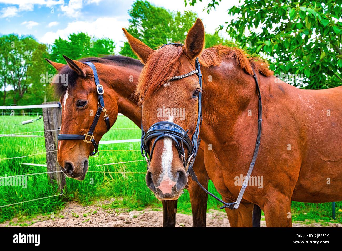 Standing chestnut colored horses on a pasture in the sunshine Stock ...