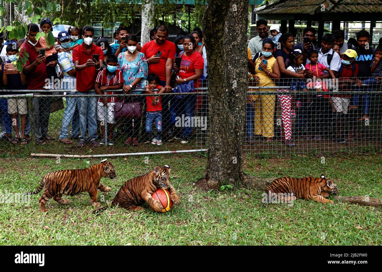 Threemonthold Bengali tiger cubs are seen during the first time