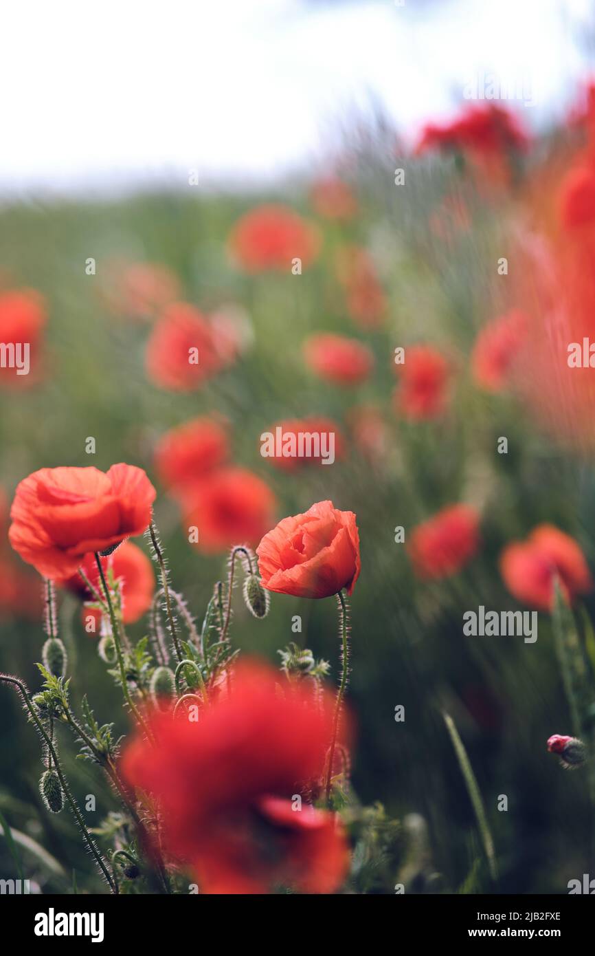 Poppies growing in a green field. High quality photo Stock Photo