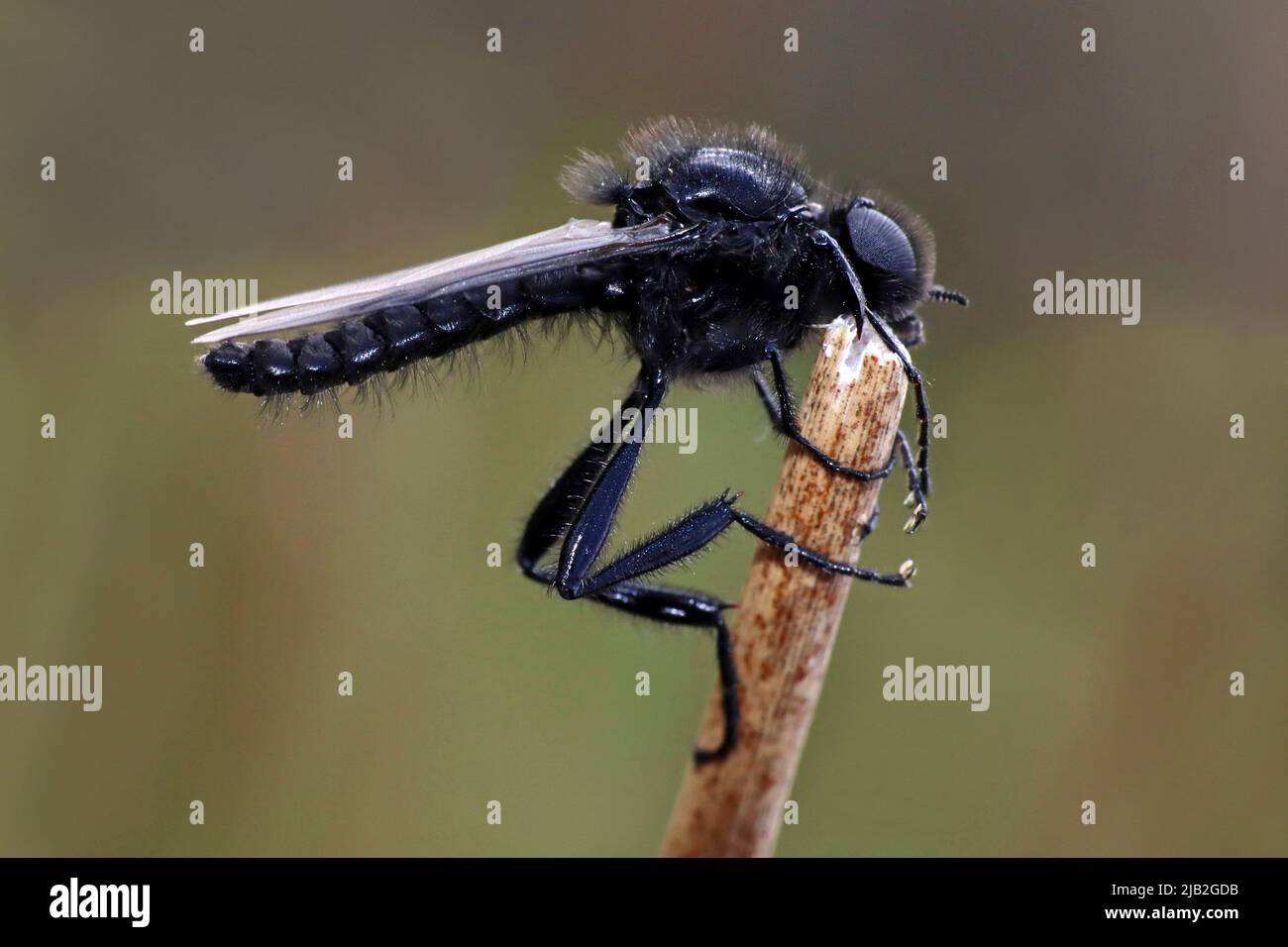 St. Mark's Fly (Bibio marci) - male Stock Photo