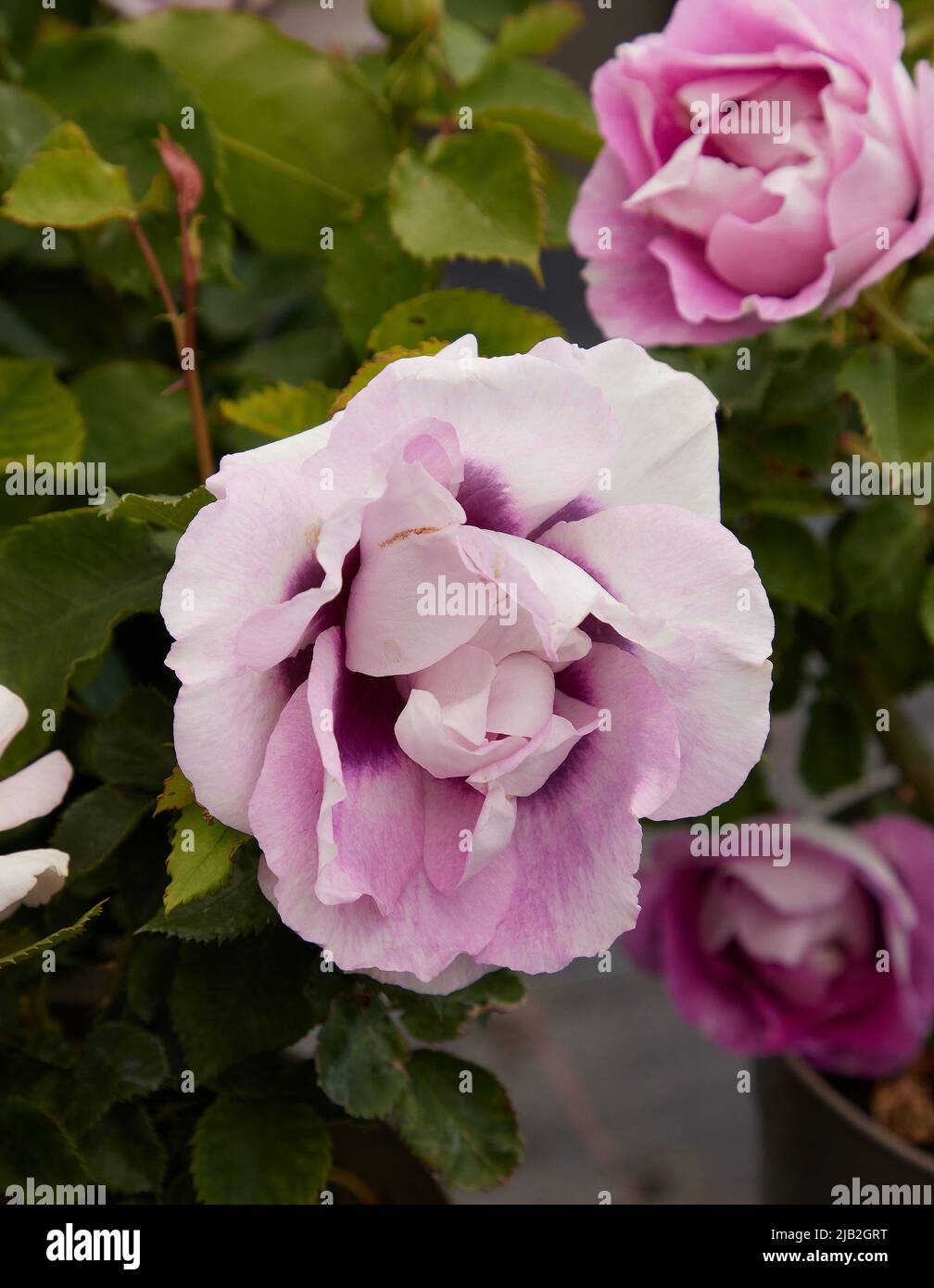 Close up of Rosa Eyes for You, a Floribunda Rose, seen outdoors in the garden. Stock Photo