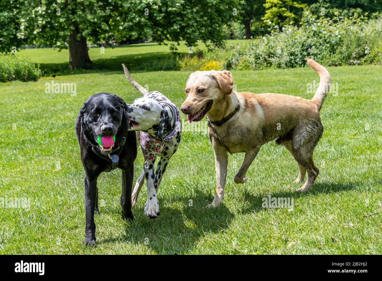 Northampton UK. 2nd June 2022. Jubilee dog party in Abington Park