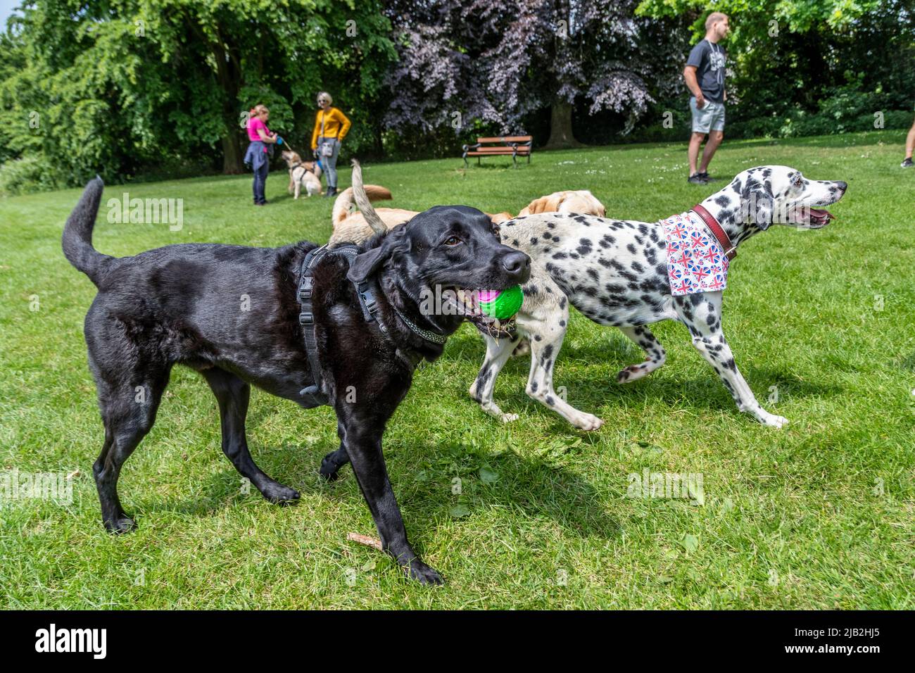 Northampton UK. 2nd June 2022. Jubilee dog party in Abington Park