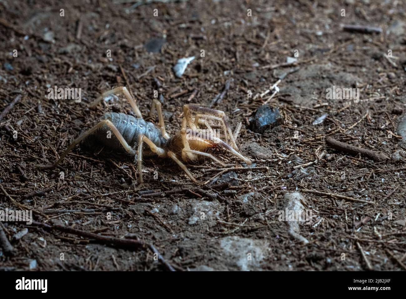 Sun spiders hires stock photography and images Alamy