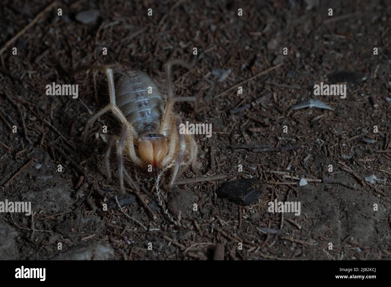 Sun spiders hires stock photography and images Alamy