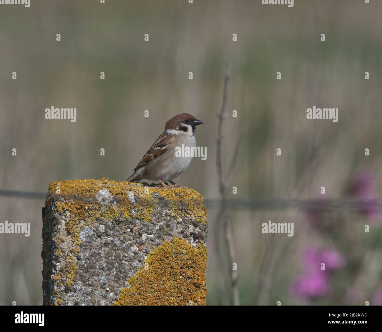Eurasian tree sparrow perched on a fence post. Eurasian tree sparrow perched on a fence post. Stock Photo