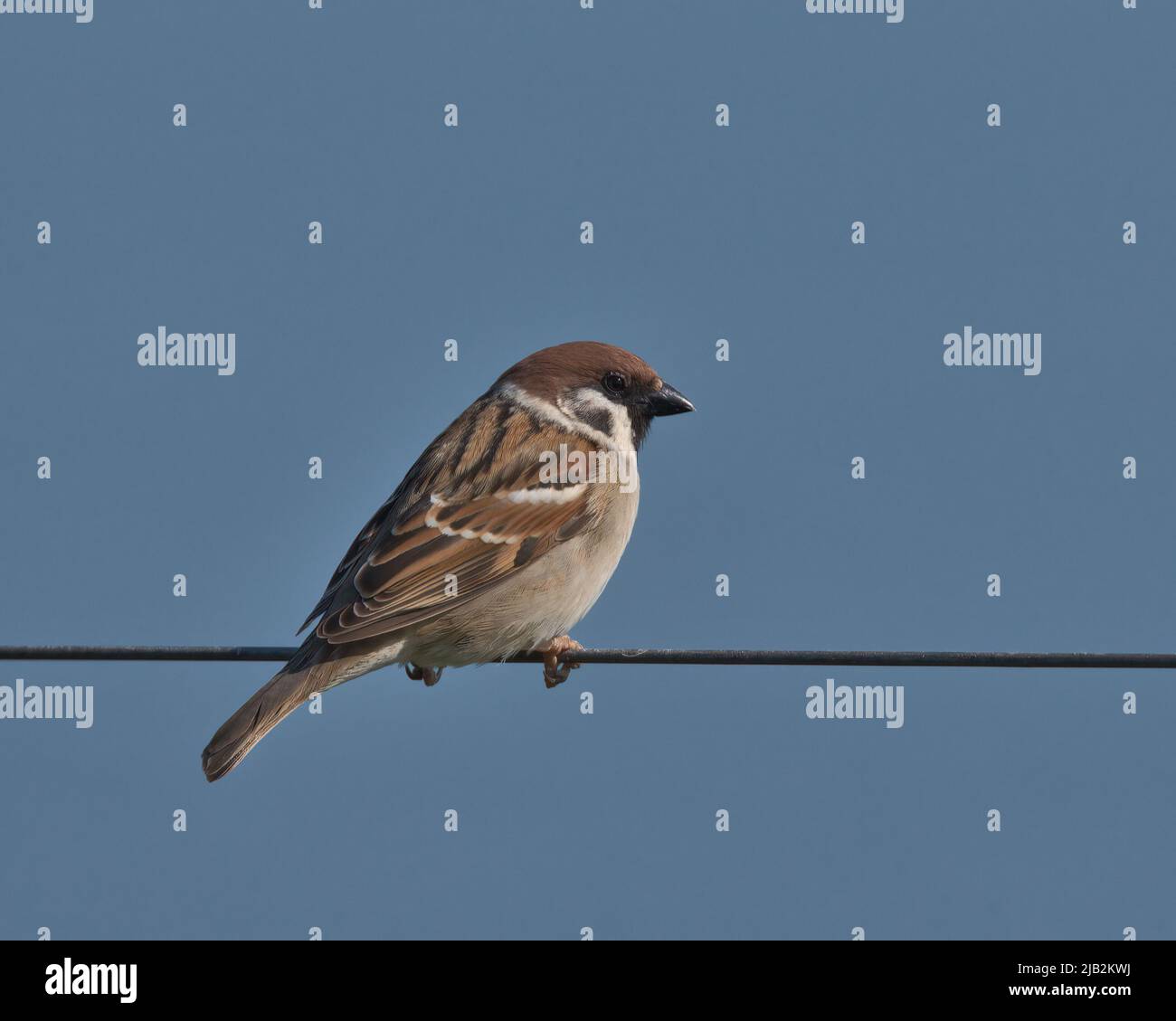 Eurasian tree sparrow perched on a wire withs blue sky background. Eurasian tree sparrow perched on a wire withs blue sky background. Stock Photo