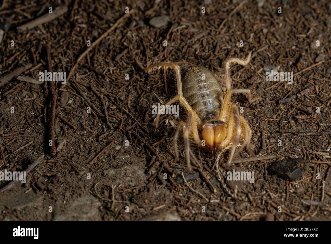 Desert spiders hi-res stock photography and images - Alamy