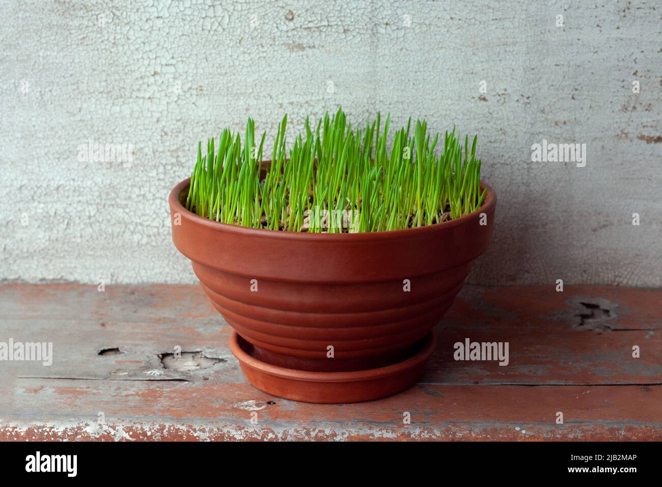 Green grass grows in a ceramic flower pot. Growing cat grass at home balcony. Oat grass plant in terracotta pot close up. Stock Photo