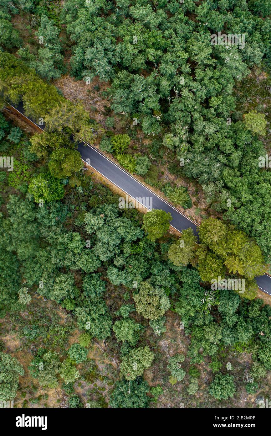 drone aerial view of a mountain road among oak trees Stock Photo - Alamy