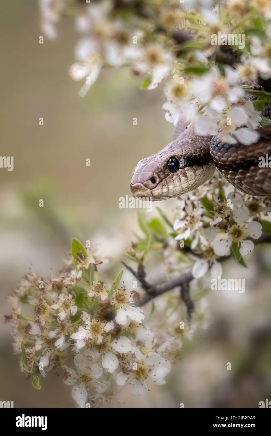 Four-lined Snake Stock Photo