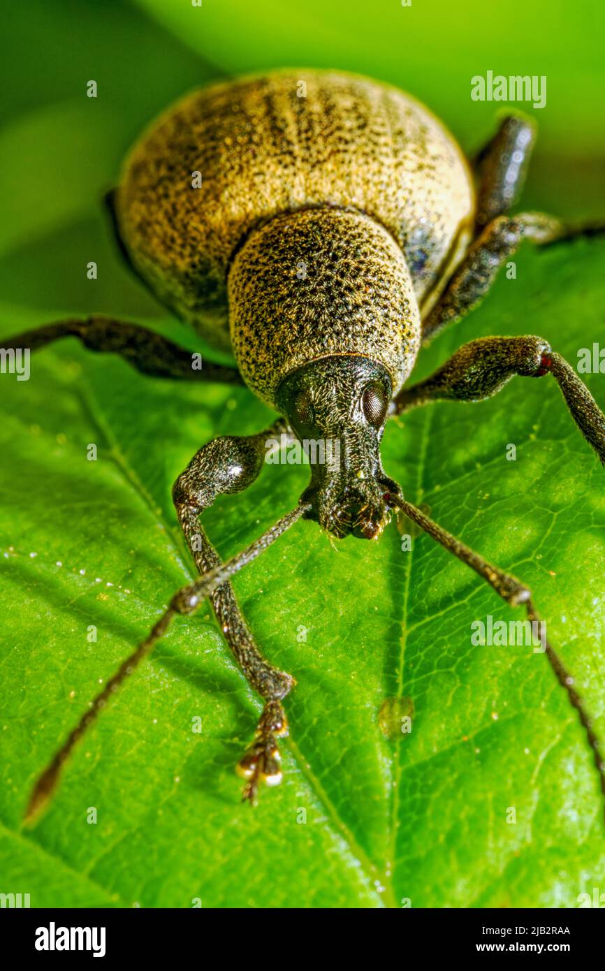 Ultra macro view of an rare beetle insect, the polydrusus formosus ...