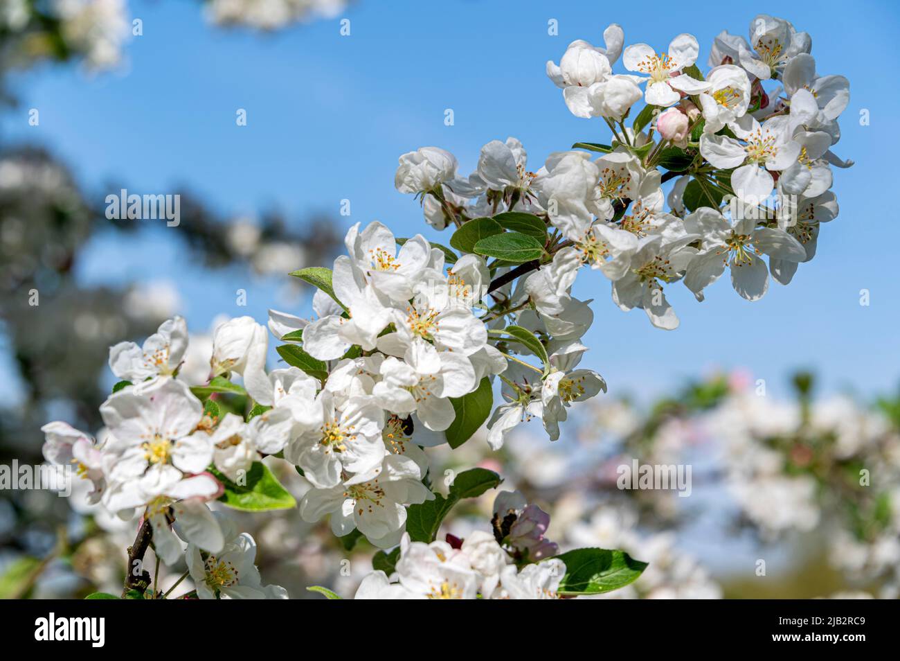 Malus Evereste, crab apple Evereste, Malus Perpetu, Rosaceae.White flowers or blossom in abundance on this showy tree. Stock Photo