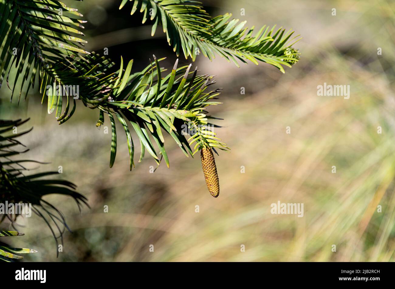 Wollemia,nobilis, Wollemi pine, Araucariaceae. Prehistoric pine discovered in Australia. Stock Photo
