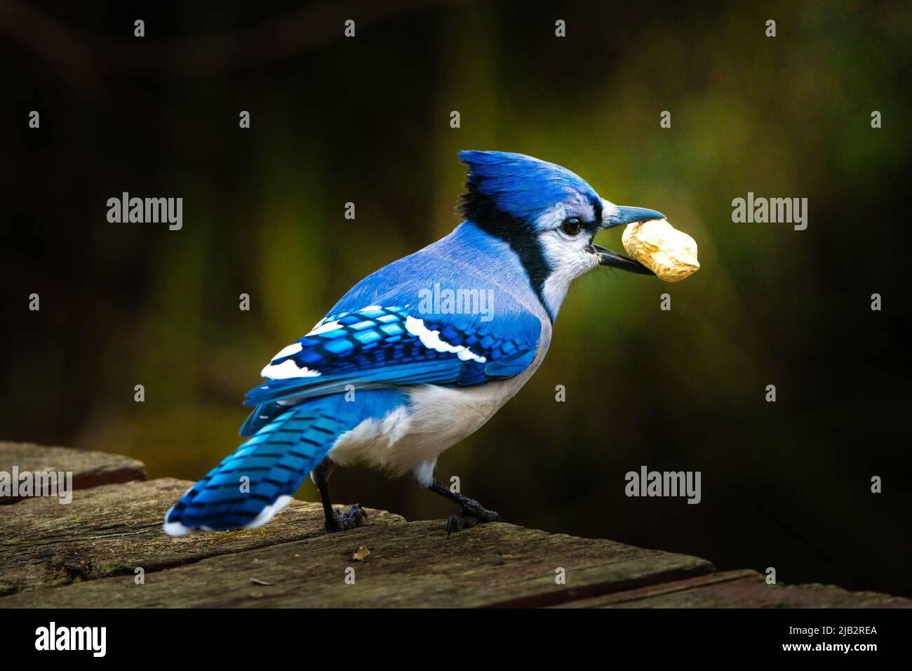 Blue Jay with Peanut Stock Photo