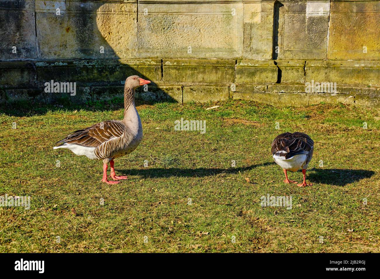 Greylag geese waddle in a meadow in front of a Baroque stone structure in search of food. Stock Photo