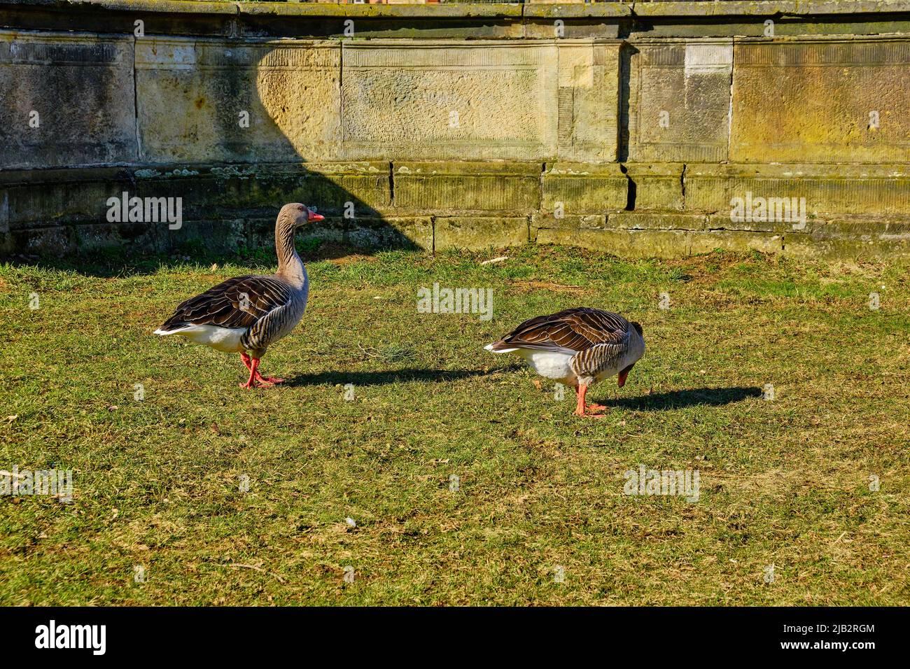Greylag geese waddle in a meadow in front of a Baroque stone structure in search of food. Stock Photo